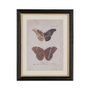 Cuadro Impresión Mariposas 4/M 31 X 1,80 X 39 cm (Set de 4)
