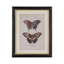 Cuadro Impresión Mariposas 4/M 31 X 1,80 X 39 cm (Set de 4)
