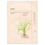 Ondo Beauty 36.5 Mascarilla Lifting ADENOSINE & ZHI MU 25 ml