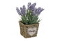DKD Home Decor Planta Lila Natural Metal Pe 12 x 22 x 12 cm (6 Unidades)