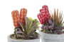 DKD Home Decor Planta PE EVA Surtida en Naranja, Rojo y Gris