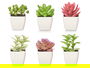 IBERGARDEN Maceta Cuadrada Pequeña Surtida 5x10x5 cm Plástico Verde, Blanco, Morado, Rosa (Set de 48)
