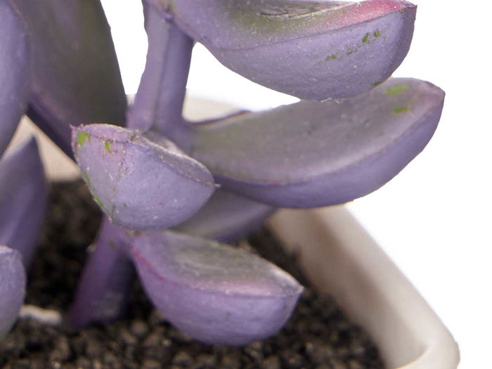 IBERGARDEN Maceta Cuadrada Pequeña Surtida 5x10x5 cm Plástico Verde, Blanco, Morado, Rosa (Set de 48)