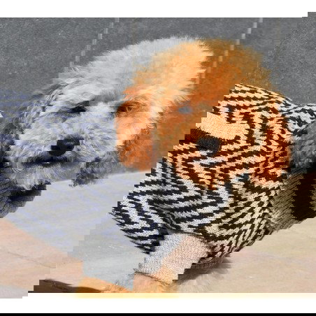 Nayeco Jersey Punto Birmingham 25 cm para Perro - Elegante Diseño con Cenefa Triangular y Ojal para Correa