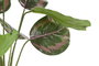 DKD Home Decor Planta Verde Rosa 30 x 58 x 30 cm (6 Unidades)