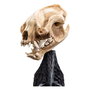 El Señor de los Anillos Estatua Skull of a Warg 20 cm