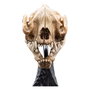 El Señor de los Anillos Estatua Skull of a Warg 20 cm