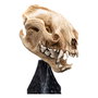 El Señor de los Anillos Estatua Skull of a Warg 20 cm