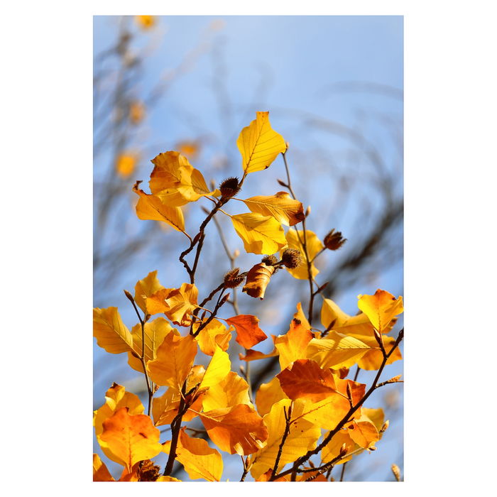 Canon EOS R50 Digitalkamera