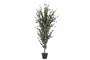 DKD Home Decor Árbol de Eucalipto Verde 50x50x155 cm