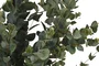 DKD Home Decor Árbol de Eucalipto Verde 50x50x155 cm