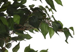 DKD Home Decor Árbol Higuera de Bengala Verde 90 x 180 x 90 cm (2 Unidades)