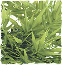 ZooMed Planta de Plástico Madagascar Bamboo Pequeña