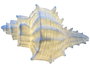 DKD Home Decor Lámpara de Sobremesa de Arenisca con Caracola, Crudo