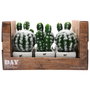 Day Cactus Artificial Maceta Plástico Mate Formas Surtidas Alto Redondo H 17 Cm H 13 Cm Maceta 7 5x7 5 Cm H 6 Cm