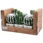 Day Cactus Artificial Maceta Plástico Mate Formas Surtidas Alto Redondo H 17 Cm H 13 Cm Maceta 7 5x7 5 Cm H 6 Cm
