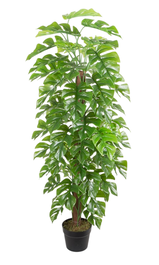 DKD Home Decor Árbol PE Rhaphidophora Verde 60x60x120 cm (Pack de 2)