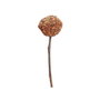 Nayeco Woodchuck Lolly Arándano, Pera y Espino Blanco 25g