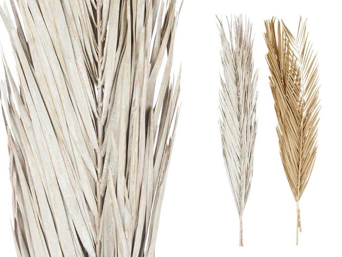 Giftdecor Ramillete Hojas Palmera Surtido Blanco y Natural 20 cm x 100 cm x 4 cm (Set de 20)