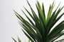 DKD Home Decor Palmera Verde EVA PP 80x40x150 cm