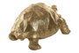 DKD Home Decor Figura de Tortuga en Resina Dorado
