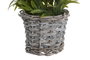 DKD Home Decor Set de 3 Plantas de Lavanda en Base de Madera (Surtido de Colores)