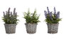 DKD Home Decor Set de 3 Plantas de Lavanda en Base de Madera (Surtido de Colores)