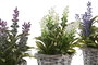 DKD Home Decor Set de 3 Plantas de Lavanda en Base de Madera (Surtido de Colores)