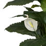 Planta Verde-Blanco Polietileno Jardín 130 cm