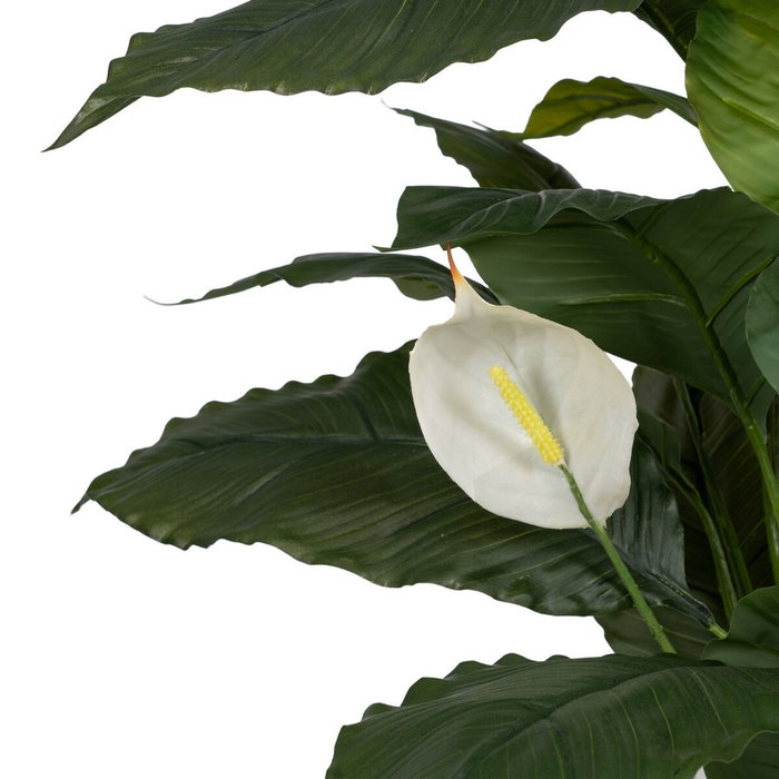 Ixia Planta de Spathiphyllum Verde-Blanco 130 cm