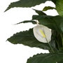Ixia Planta de Spathiphyllum Verde-Blanco 130 cm