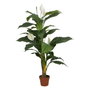 Ixia Planta de Spathiphyllum Verde-Blanco 130 cm
