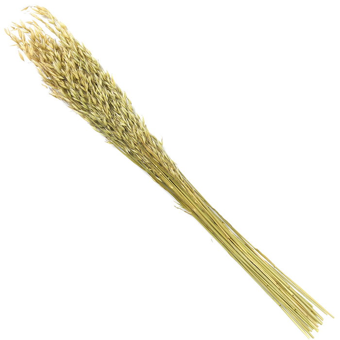 Home Deco Factory Ramo Flor Seca Natural altura 75 cm Decoración Hogar Home Deco Factory Ramo Flor Seca Natural altura 75 cm Decoración Hogar