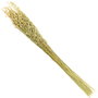 Home Deco Factory Ramo Flor Seca Natural altura 75 cm Decoración Hogar