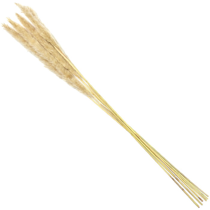 Home Deco Factory Ramo Flor Seca Natural altura 75 cm Decoración Hogar Home Deco Factory Ramo Flor Seca Natural altura 75 cm Decoración Hogar