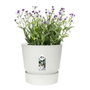 Elho Maceta Greenville Rond 47 Exterior Blanco