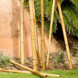 Nortene Tutor de Bambú Decorativo Color Natural Ø5-6,5cm x 1,8m