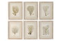 DKD Home Decor Cuadro Cristal Abeto 35x2,5x45 Coral Surtido de 6 unidades