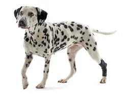Kruuse Rehab Protector De Tarso Talla XL para Perros Grandes - Protector Neopreno para Tarso, Adecuado para Rottweiler, Pastor Alemán, Golden Retriever y Gran Danés