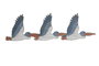 DKD Home Decor Decoración de Pared MDF Pelícanos Desgastado Azul 60x18cm