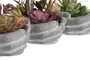 DKD Home Decor Planta Multicolor 17 x 16.5 x 18 cm (6 Unidades) Decoración Hogar