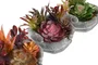 DKD Home Decor Planta Multicolor 17 x 16.5 x 18 cm (6 Unidades) Decoración Hogar
