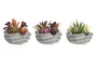 DKD Home Decor Planta Multicolor 17 x 16.5 x 18 cm (6 Unidades) Decoración Hogar