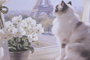 DKD Home Decor Cuadro Lienzo Gato Paris Surtido de 2 Modelos (4 Piezas)