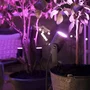 Philips Hue Kit de 3 puntos conectados Lily 8W HW&CA Antracita