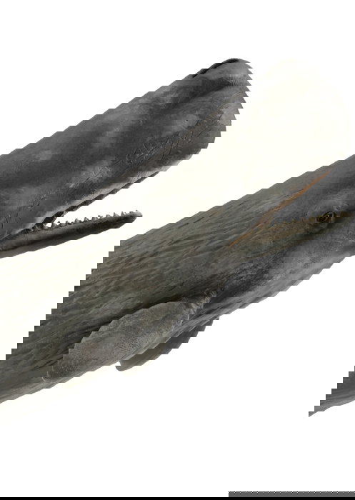 Collecta Cachalote XL 88835 Figura de Animal Marino Realista para Niños +3 Años