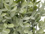 IBERGARDEN Maceta Redonda Hojas Verdes Verde Surtido 4