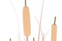 DKD Home Decor Planta de Junco Coral y Negro 45x45x145 cm