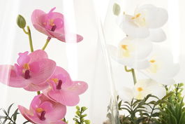 DKD Home Decor Planta Shabby Rosa Blanco 15 x 25 x 15 cm (2 Unidades)