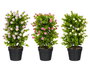 Ibergarden Maceta con Flores Surtidas, Plastico y Piedra, Colores Aleatorios (Amarillo, Verde, Lila, Rosa), Dimensiones 30x50x30 cm (Set de 6)